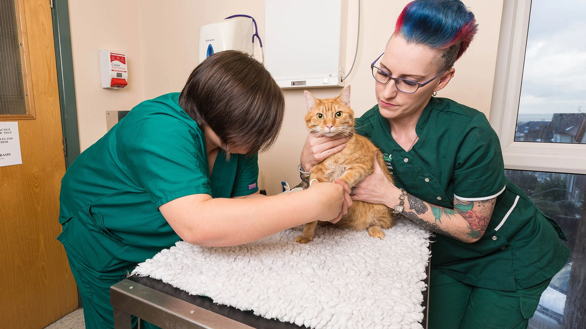 ginger cat getting a check up