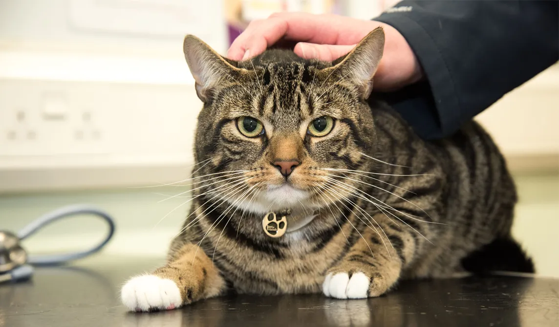 black and brown striped cat