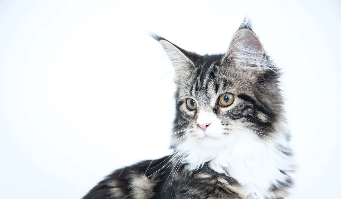 black and white cat with yellow eyes
