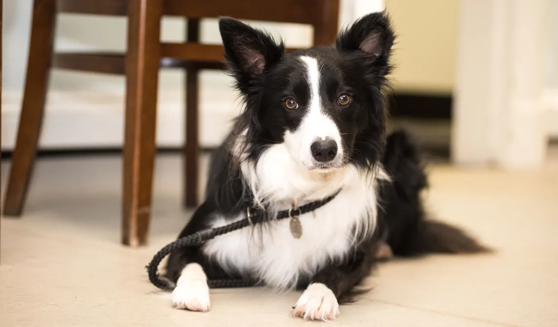black and white dog lying down