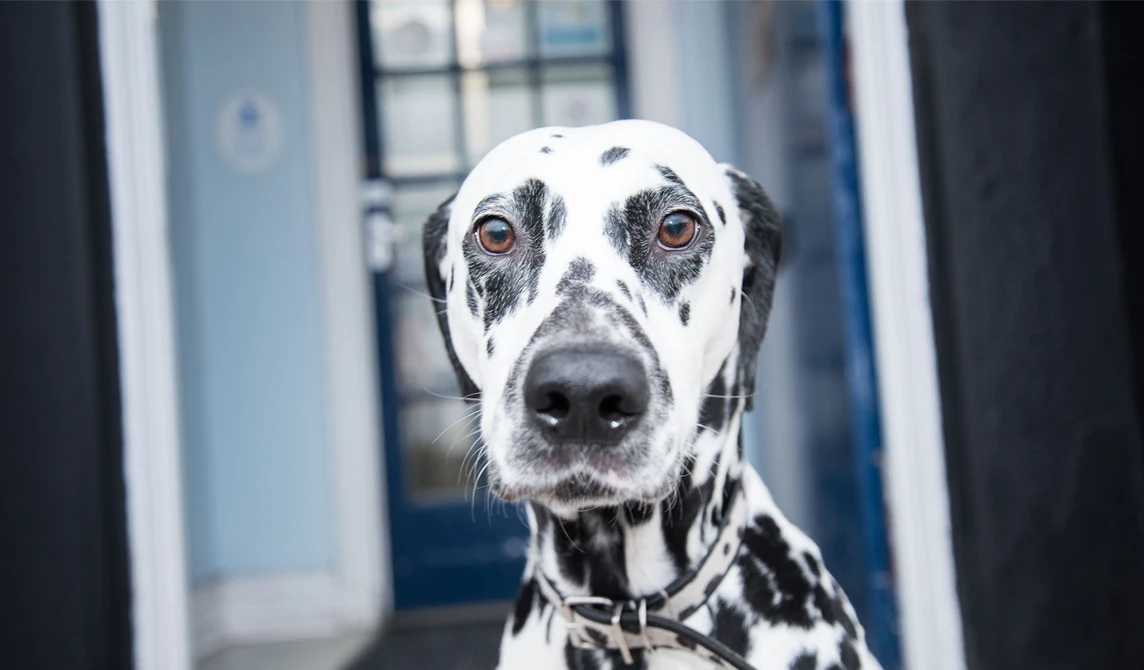 black and white spotted dog