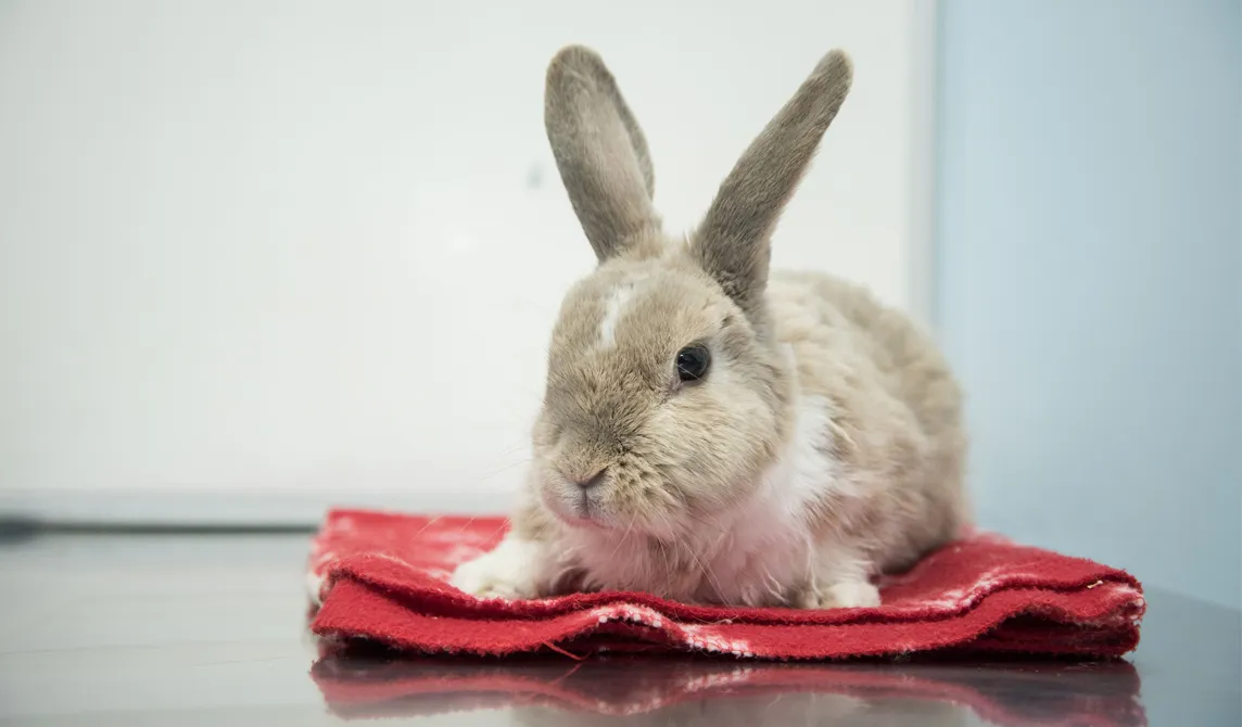 grey rabbit lying on red blanket