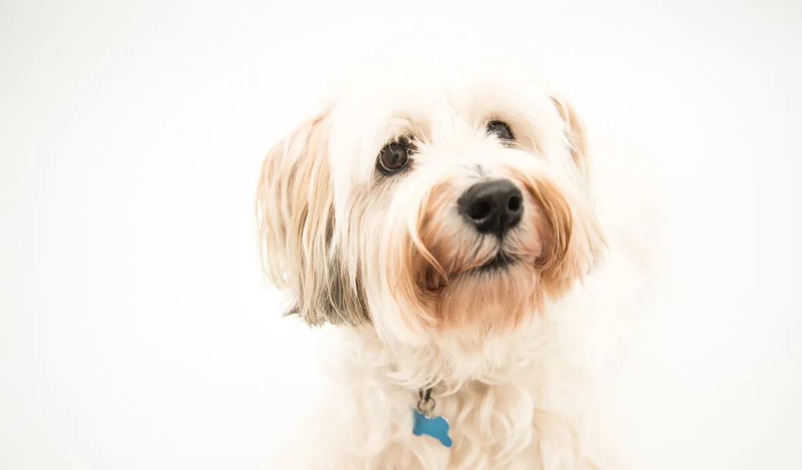 small white shaggy dog
