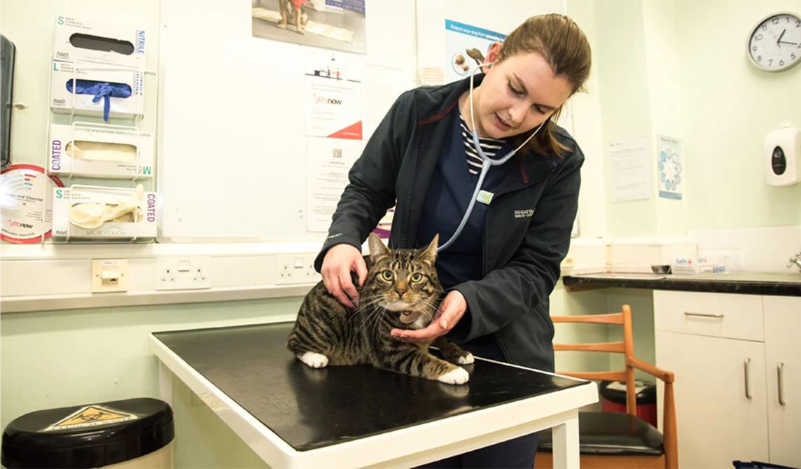 vet examining black and grey striped cat