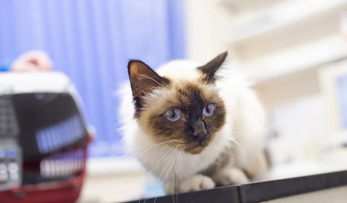 white cat with blue eyes