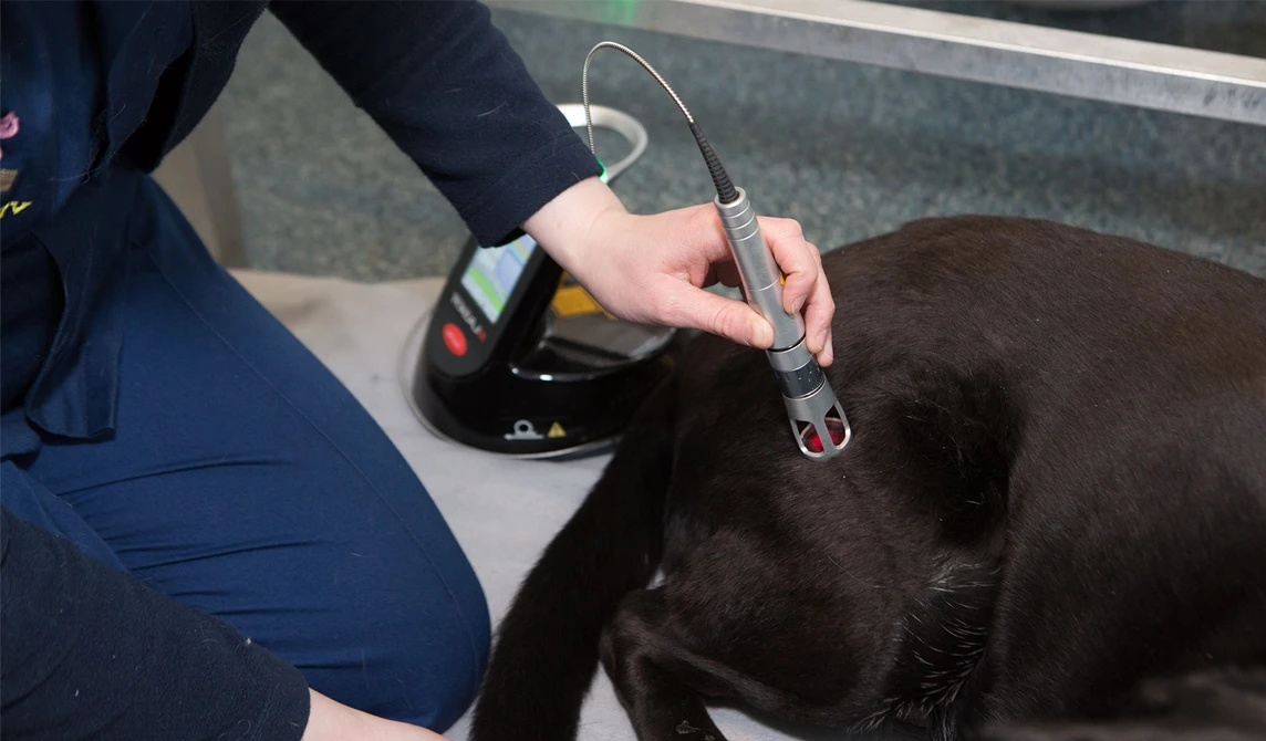 dog having k laser therapy