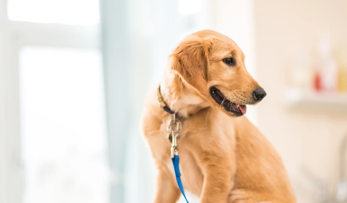 golden retriever puppy with blue lead on
