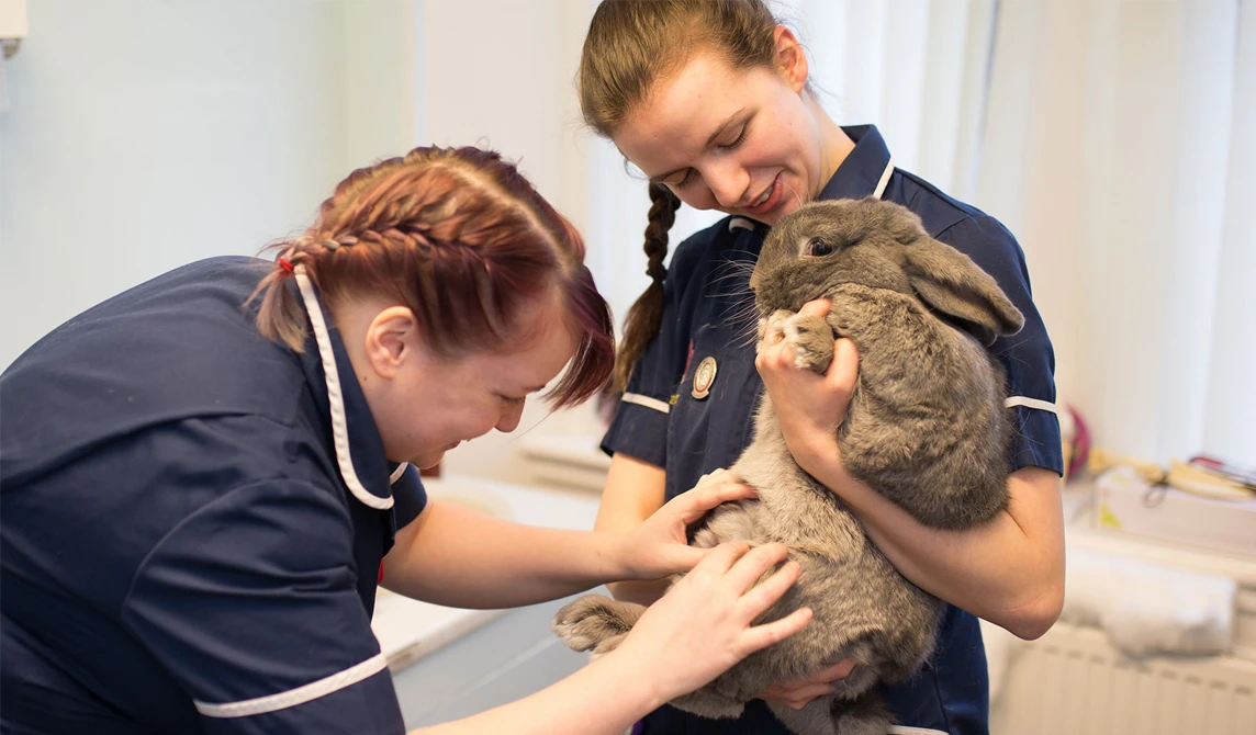 vet nurses examining grey rabbit