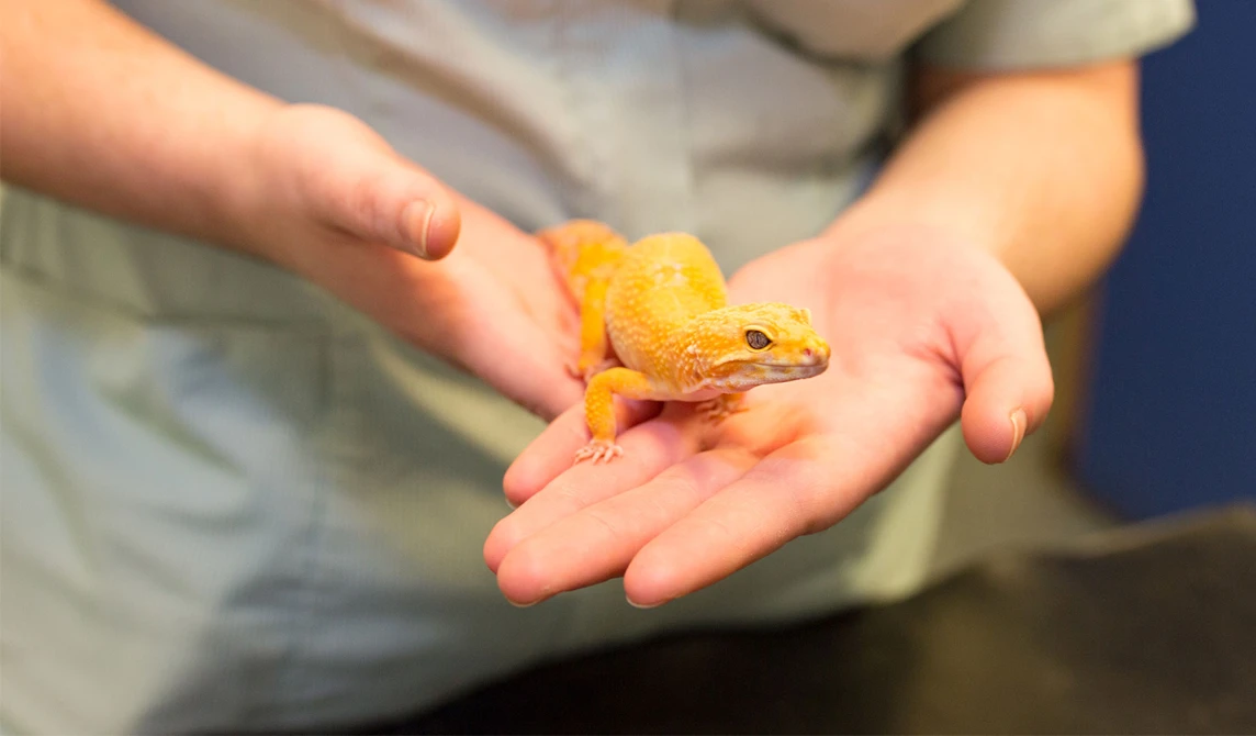 vet nurse holding small golden lizard