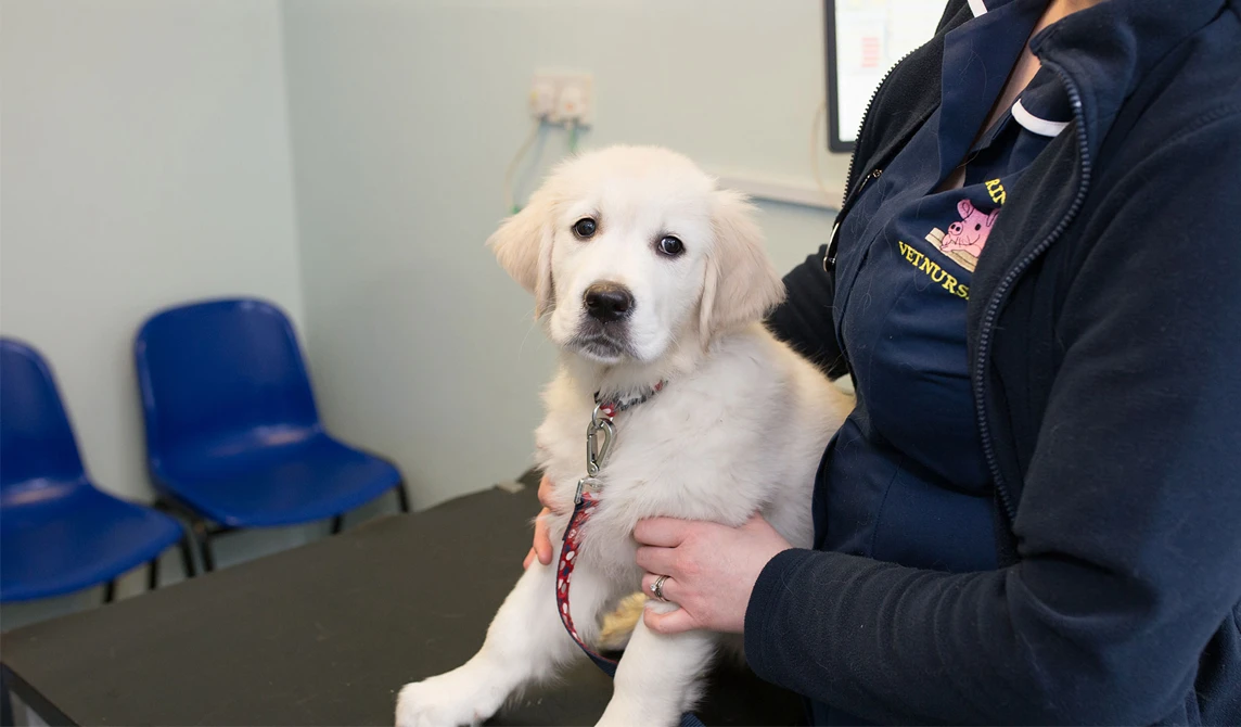 vet nurse holding white puppy