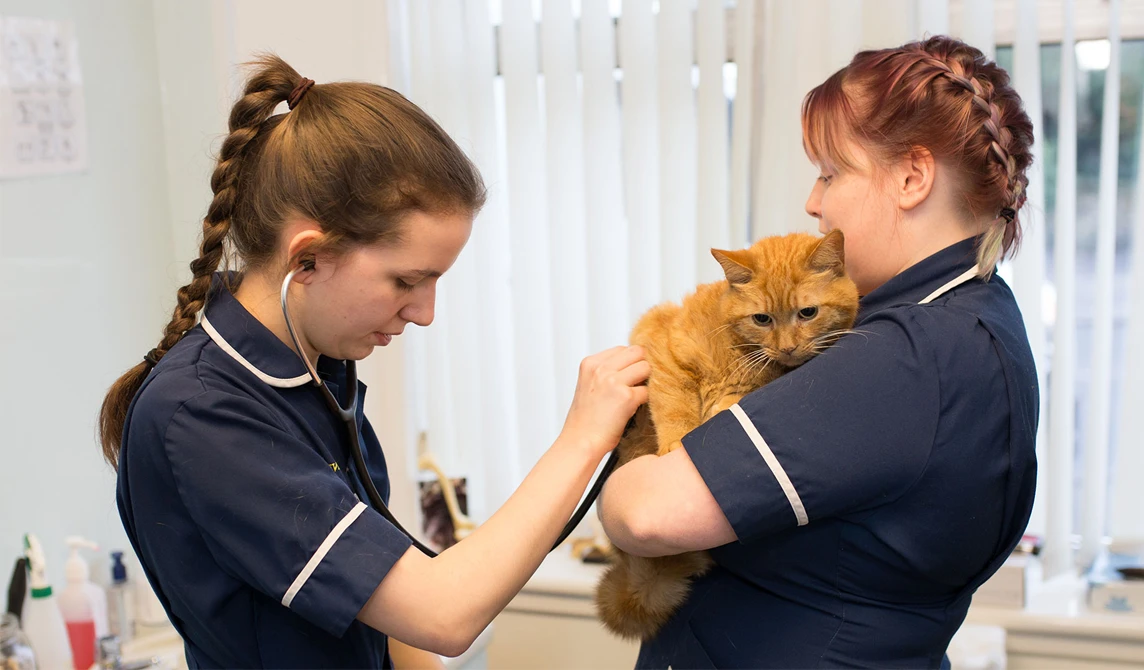 vet nurses with ginger cat