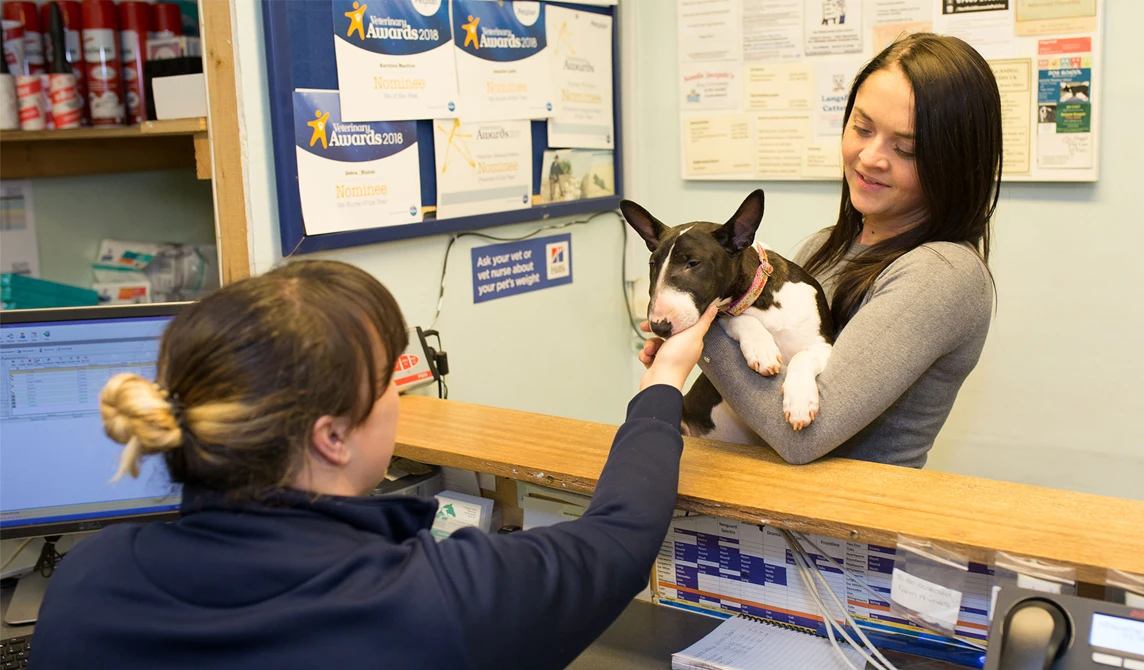 vet receptionist stroking dog