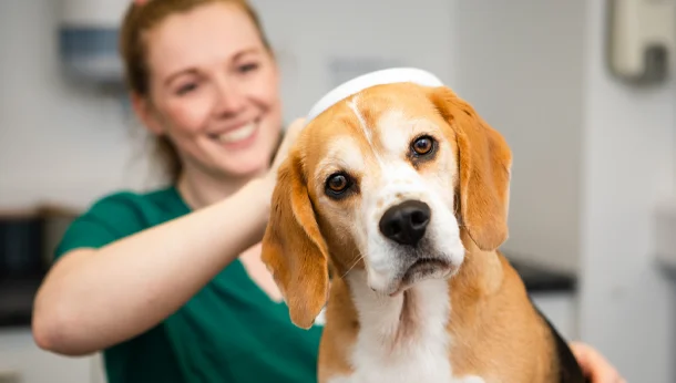 beagle getting microchip scanned