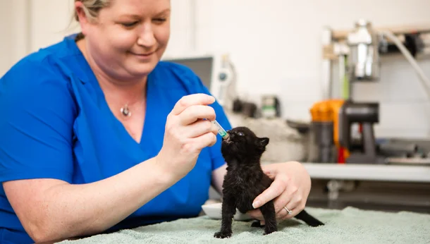 small black kitten being fed by a nurse