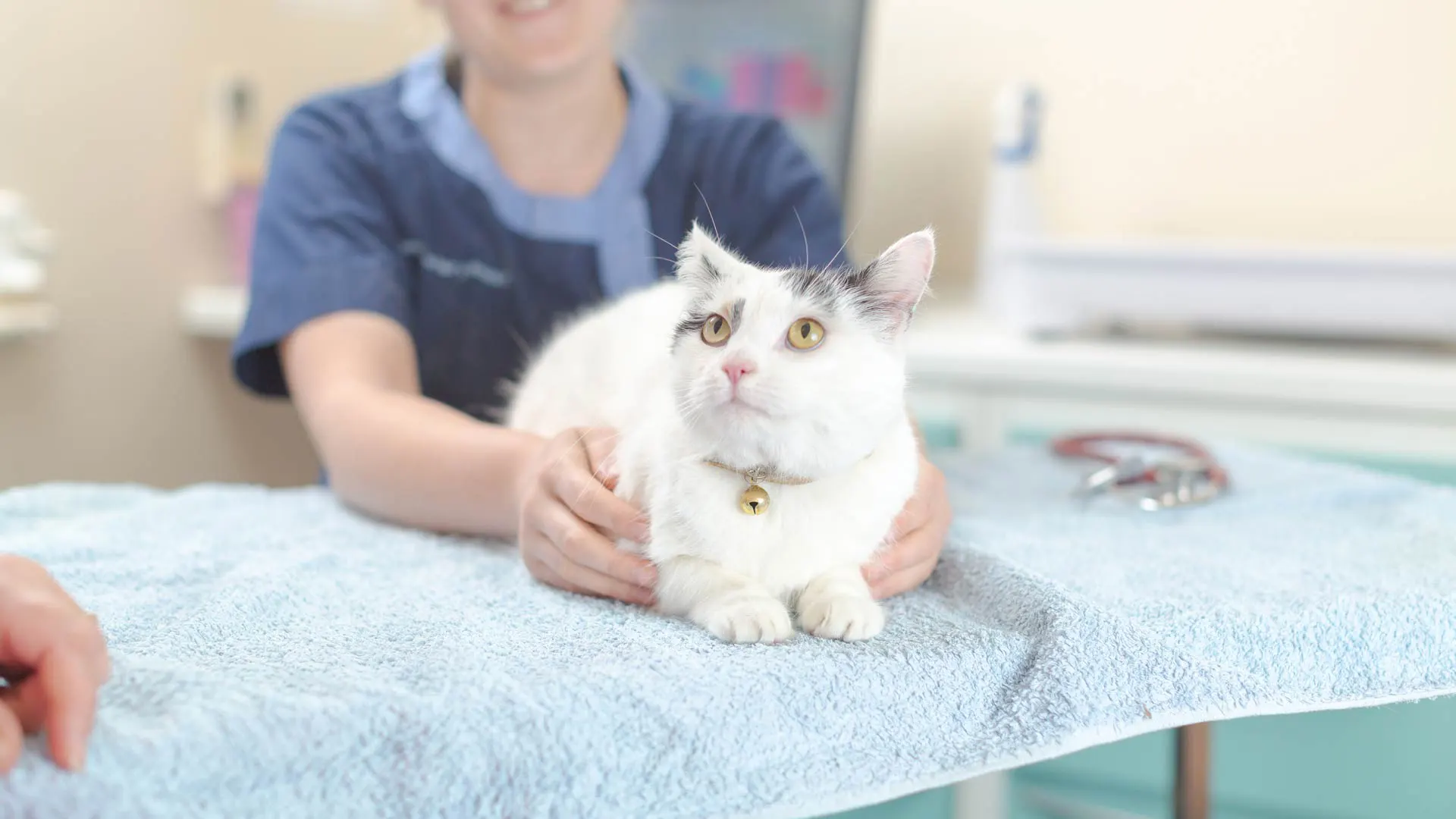 cat on a table with a nurse