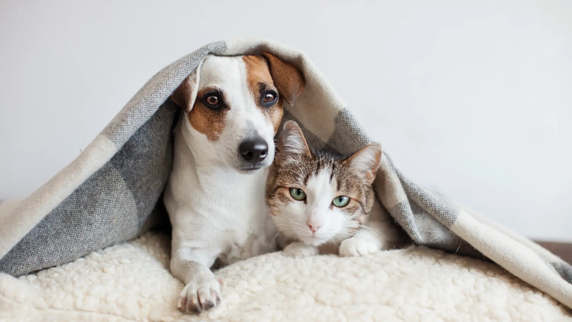 dog and cat under a blanket