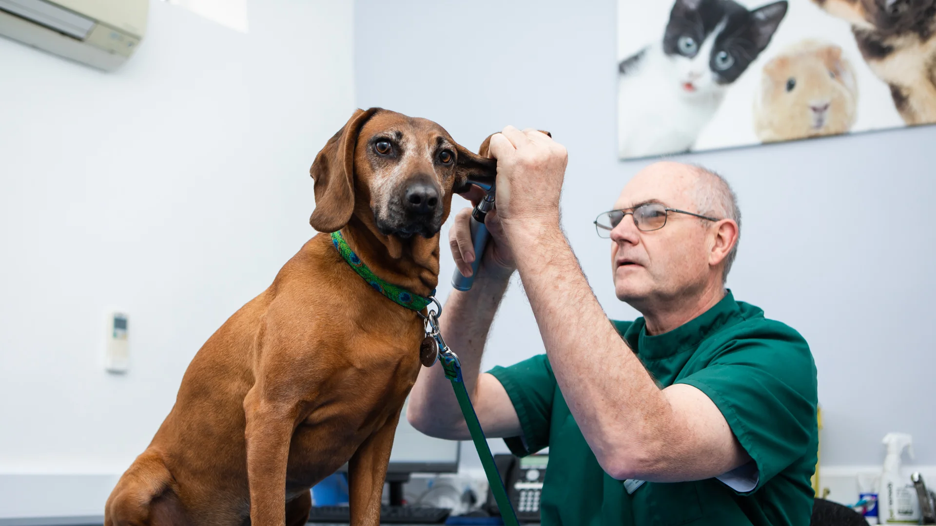 vet checking dog ear