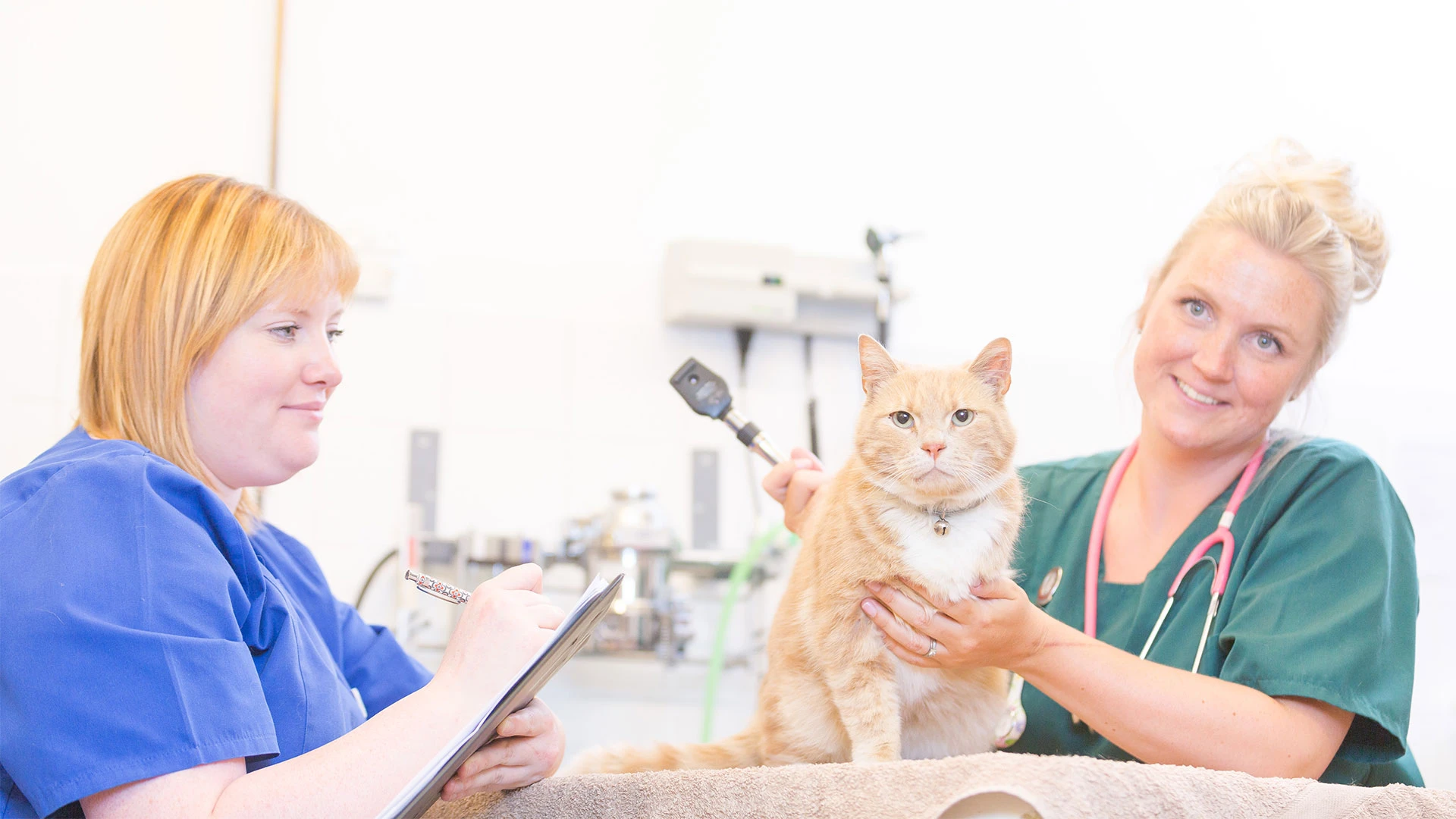 cat at the vet