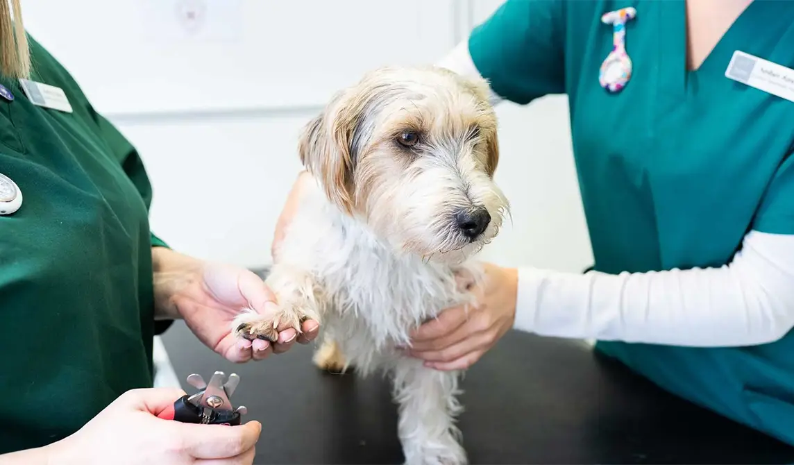 dog check at the vet