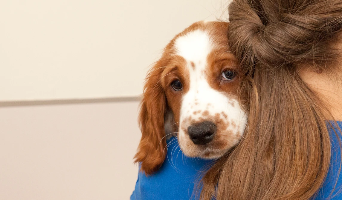 brown and white puppy looking over vet's shoulder
