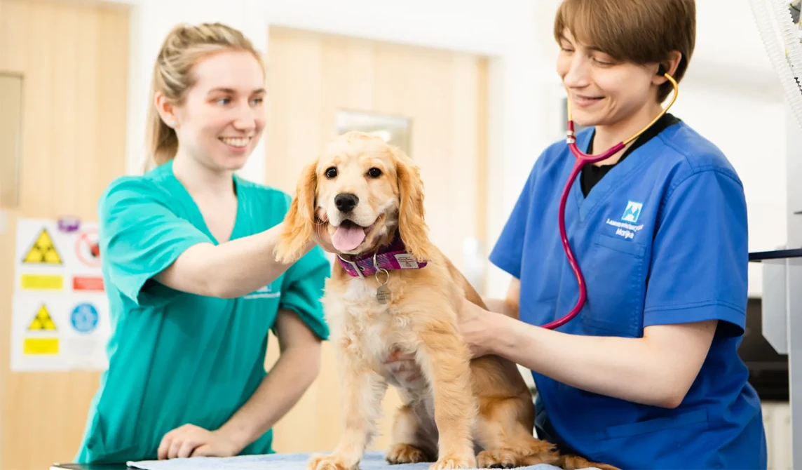 dog having check up with vet and vet nurse