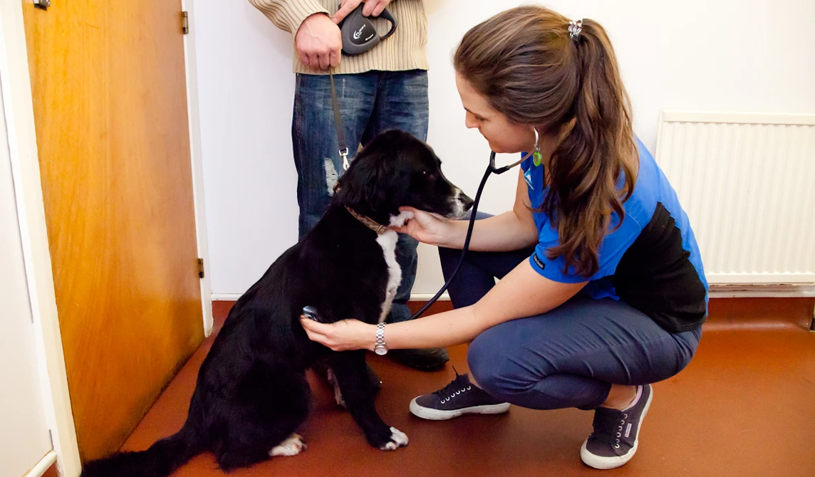 vet examining black dog