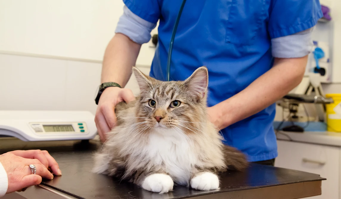 vet examining brown and white fluffy cat