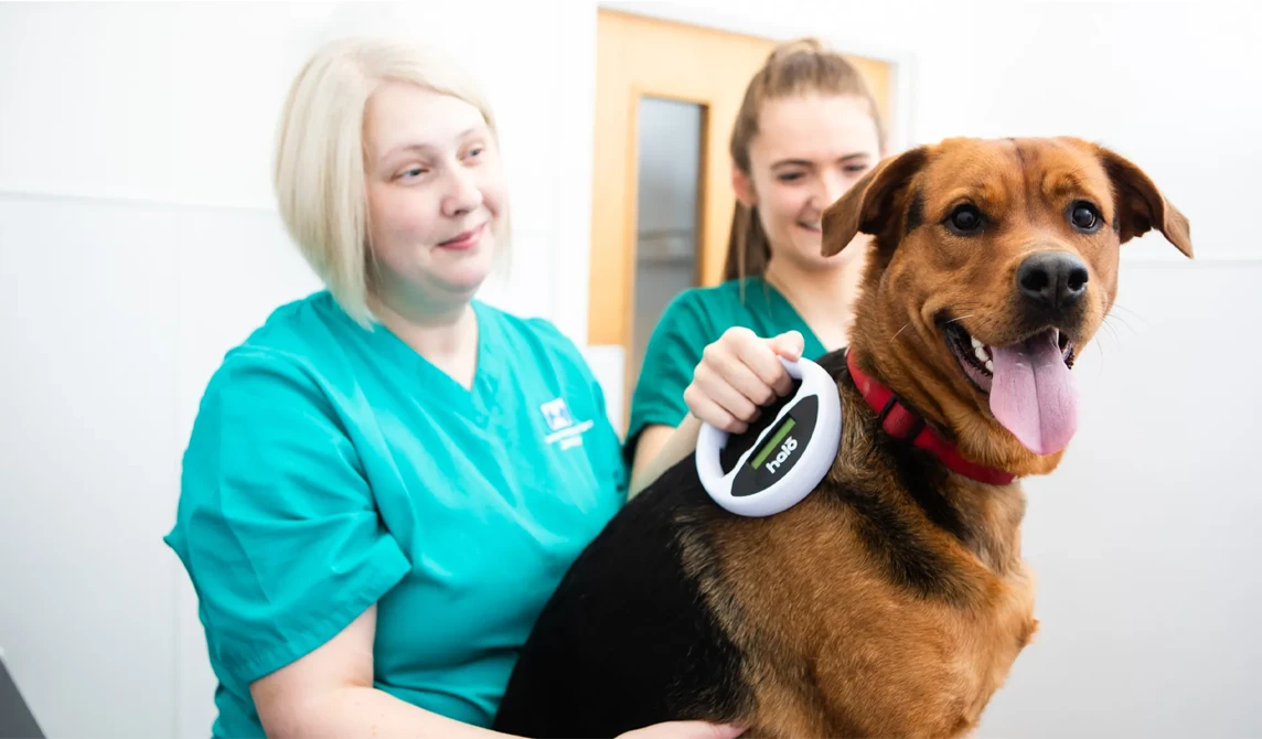vet nurse checking microchip in dog