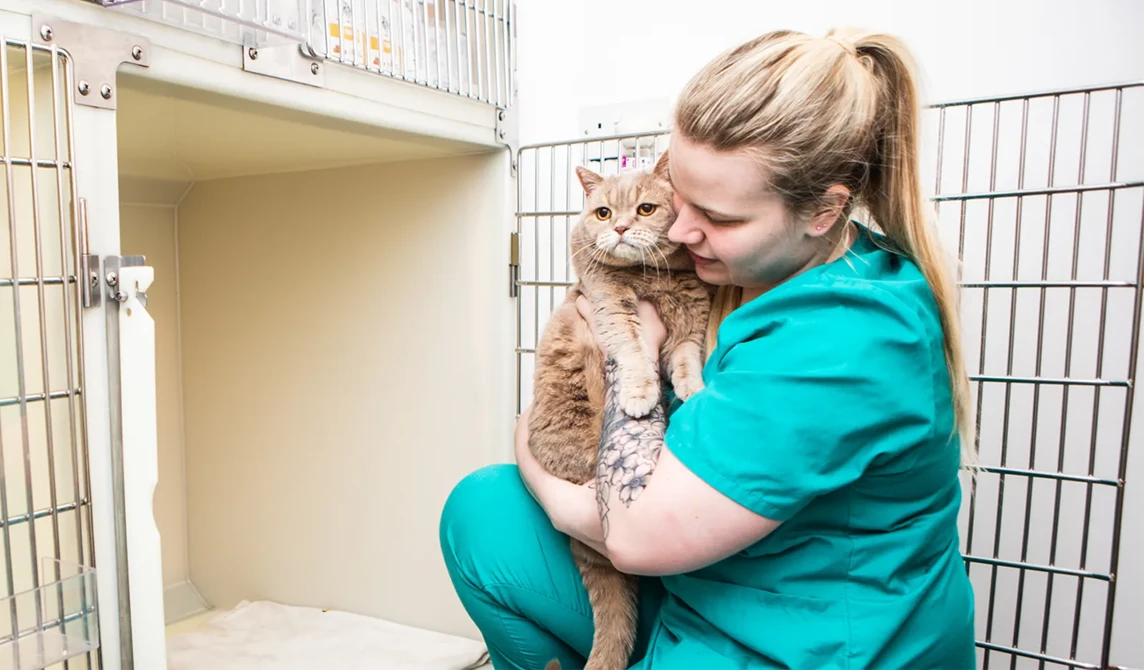 vet nurse holding ginger cat