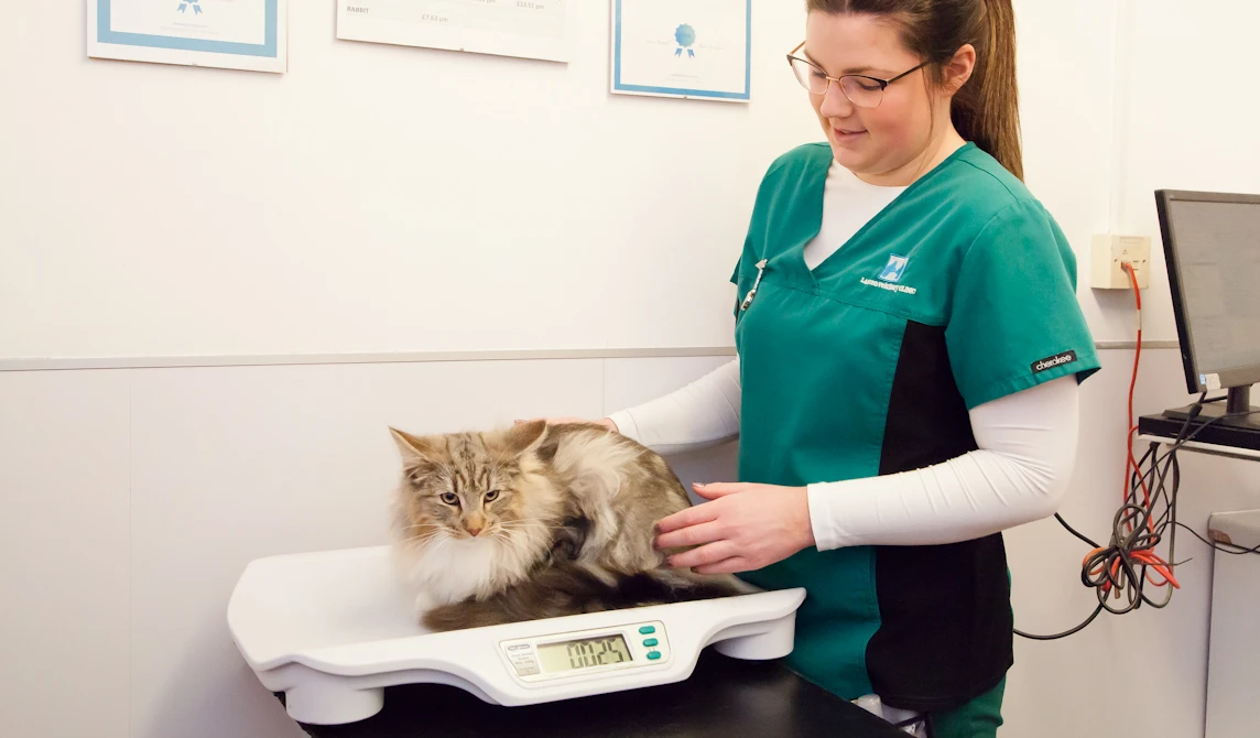 vet nurse weighing cat