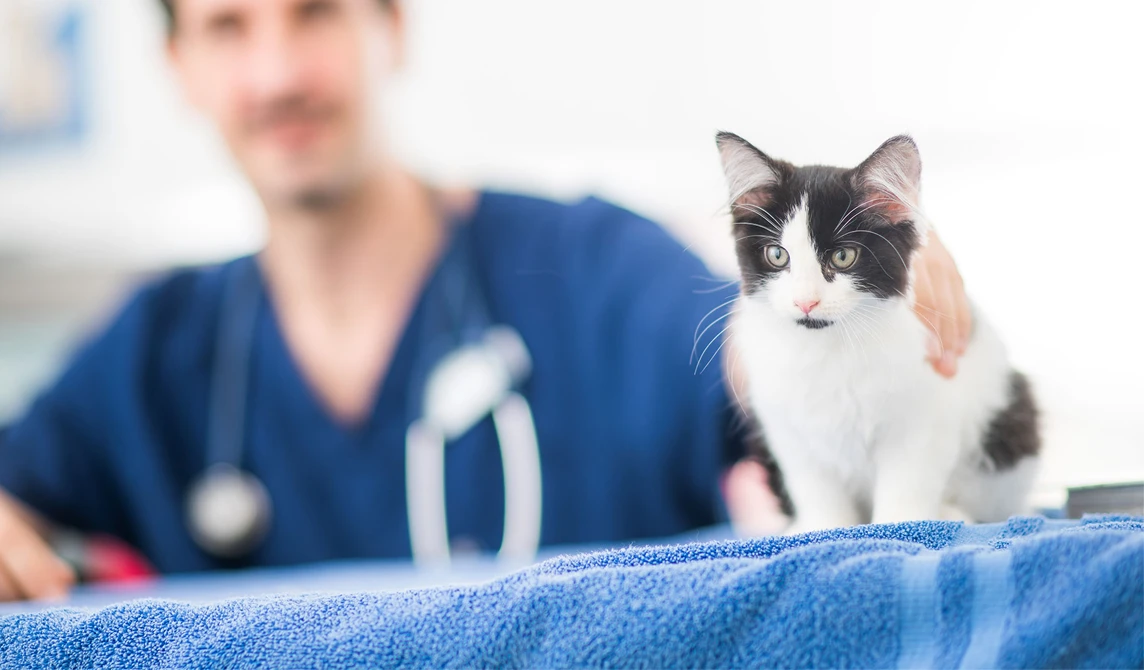 black and white kitten sitting on blue towel at vets