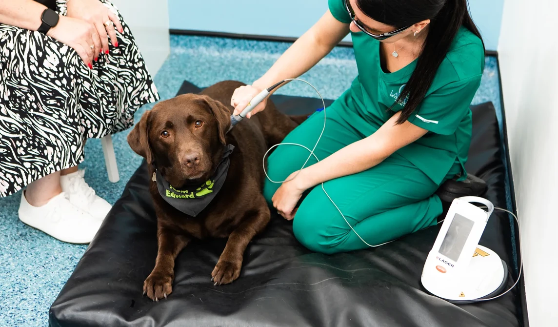 brown dog having laser treatment at vets