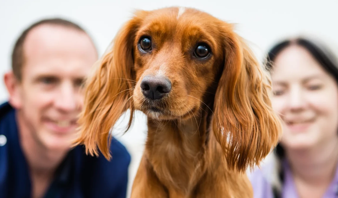 brown spaniel dog