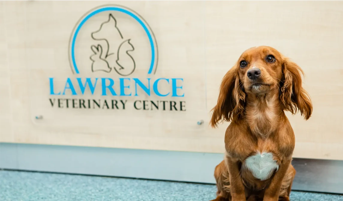 small copper dog sat on floor in waiting room in front of clinic sign