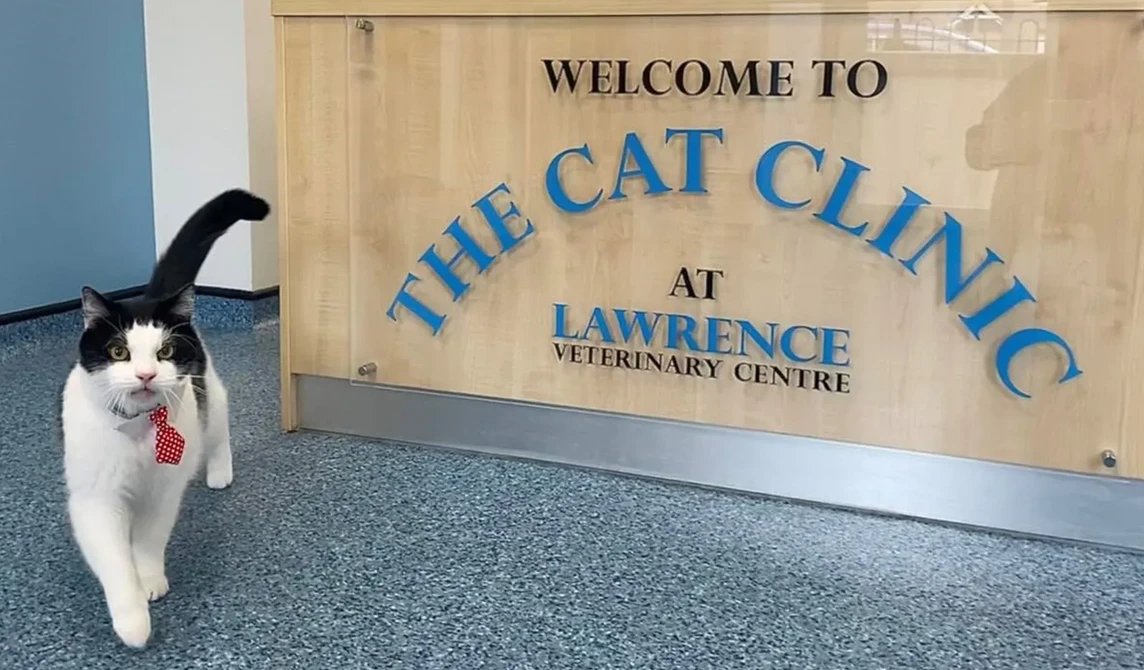 black and white cat with spotted tie on collar