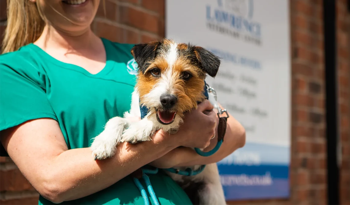 vet nurse holding small terrier dog