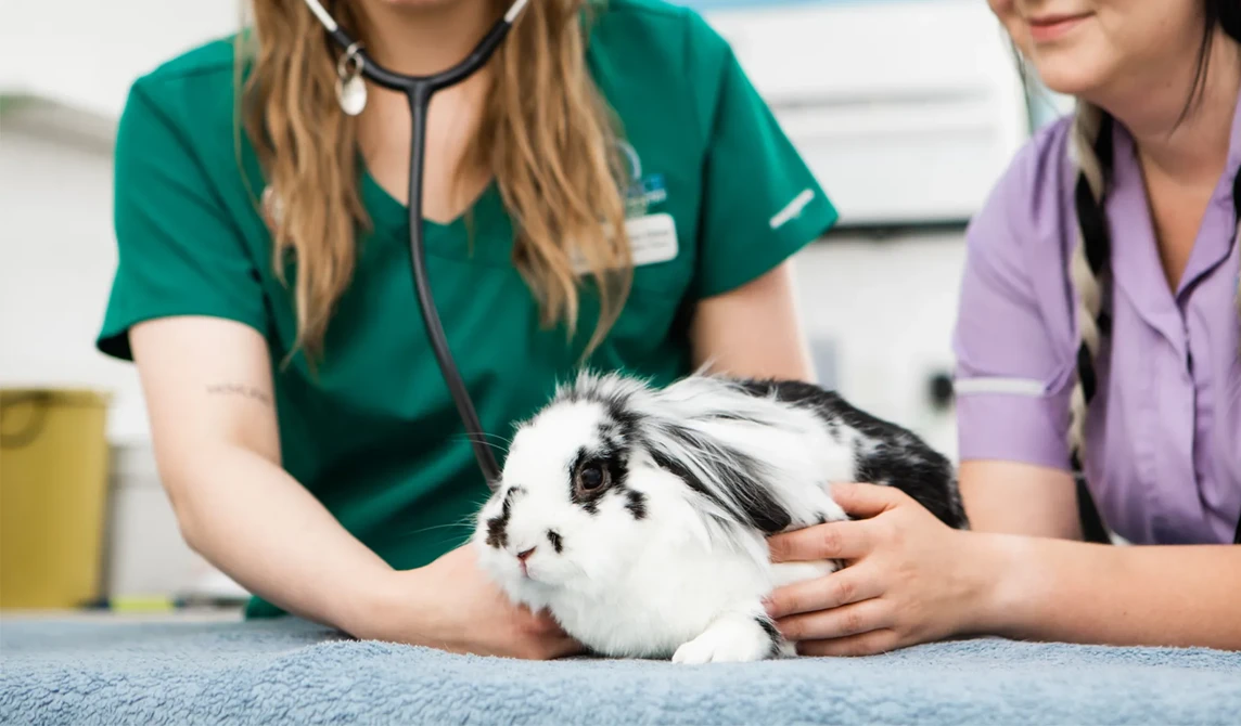 vet nurses examining rabbit with stethoscope