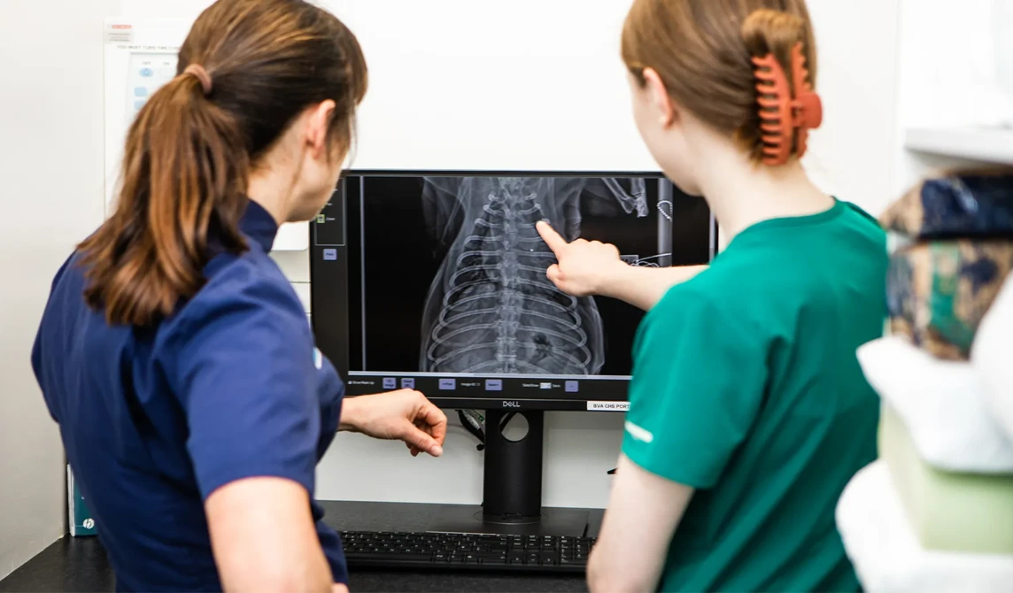 vet staff looking at x-ray image on monitor