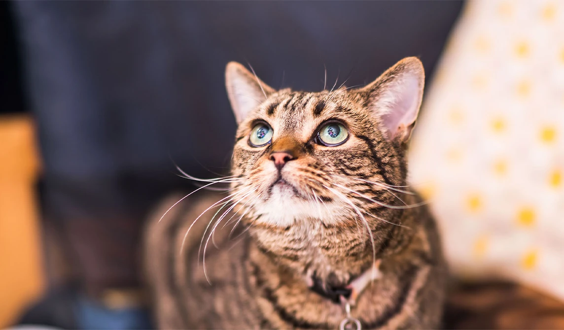 tabby cat looking up