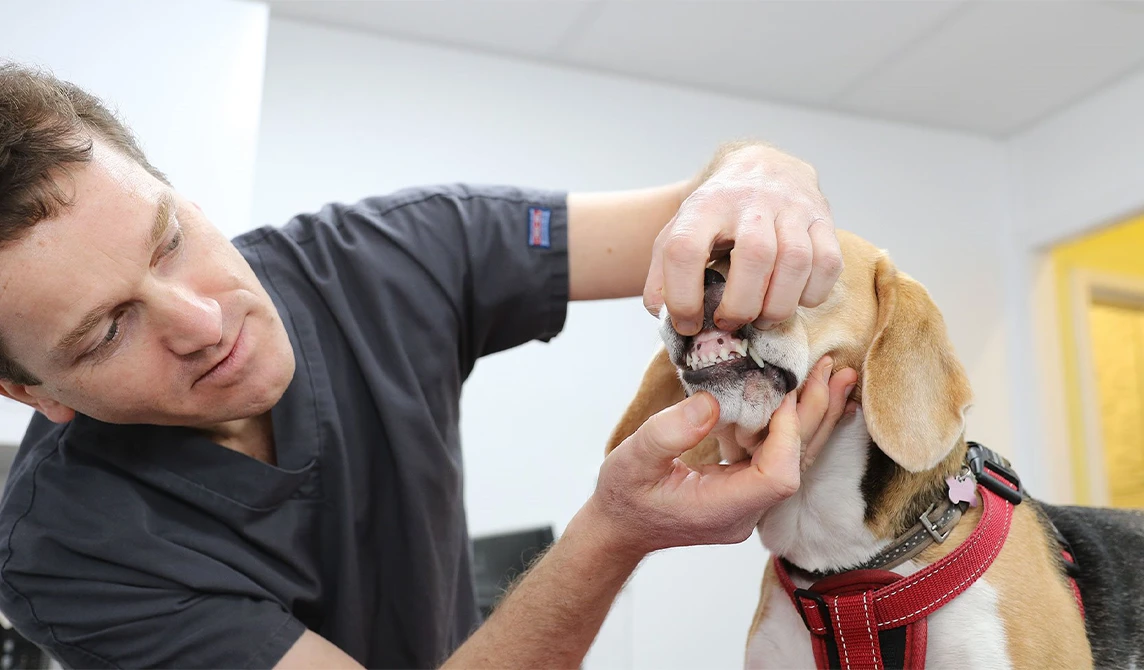 beagle getting checked by a vet