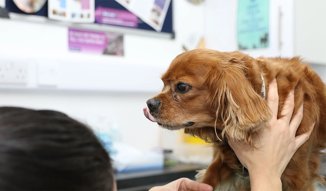 dog with its tongue out