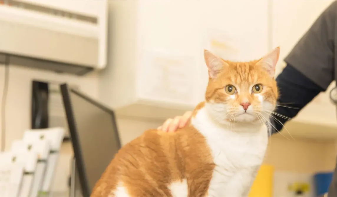 ginger cat looking at camera