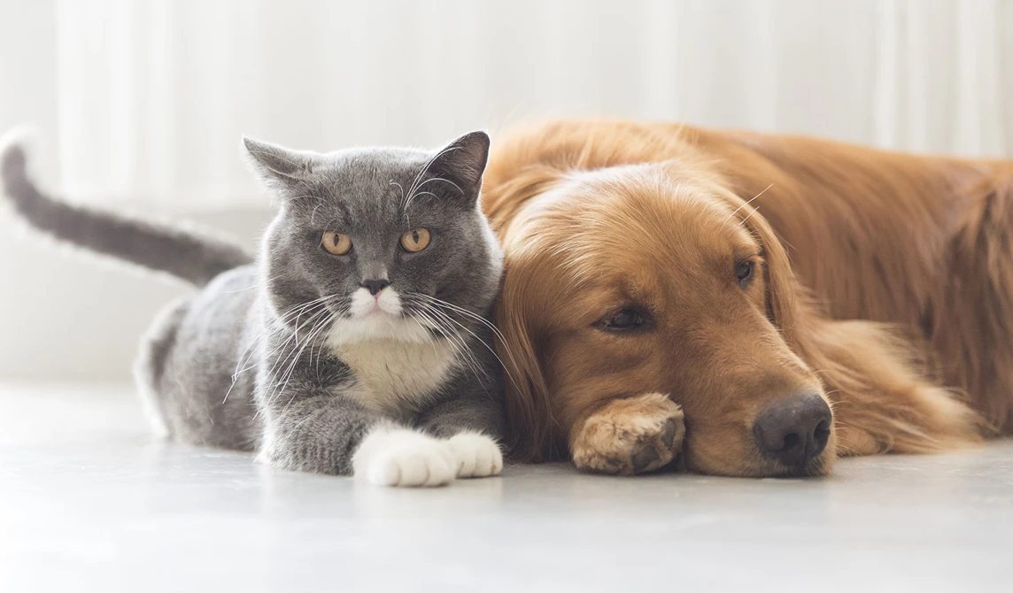 grey cat and labrador lying together