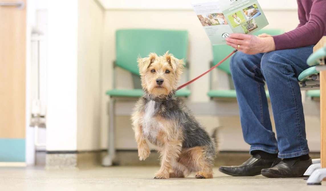 terrier in the waiting room