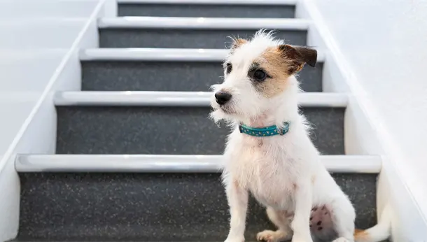 puppy on the stairs