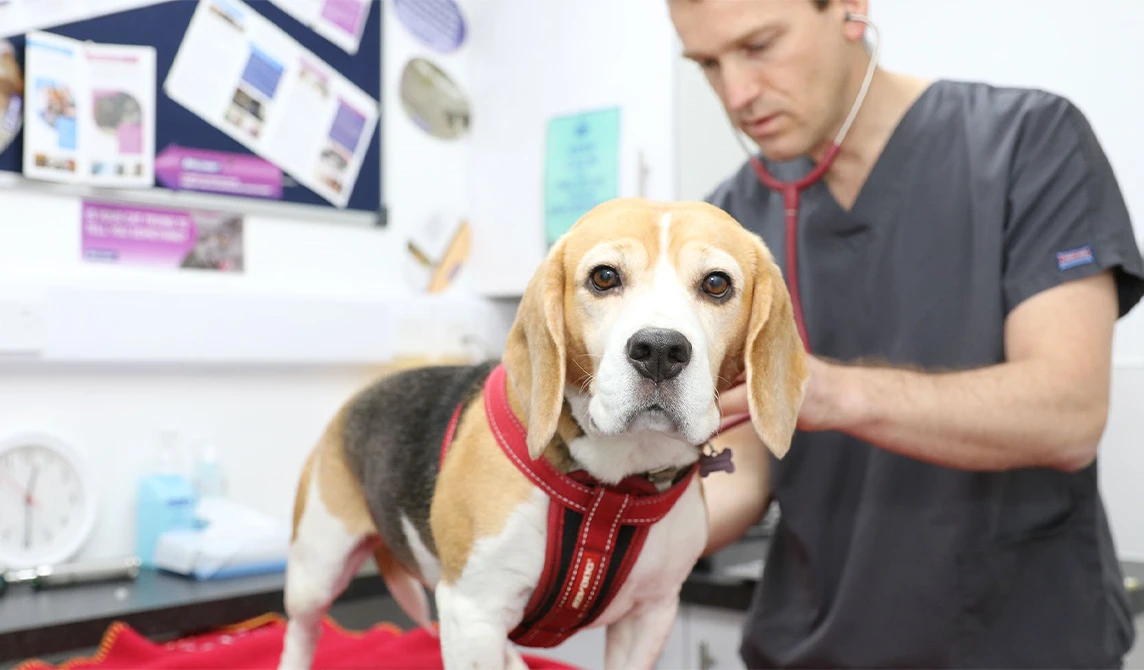 beagle getting checked by a vet