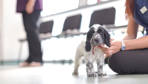 spaniel puppy in waiting area