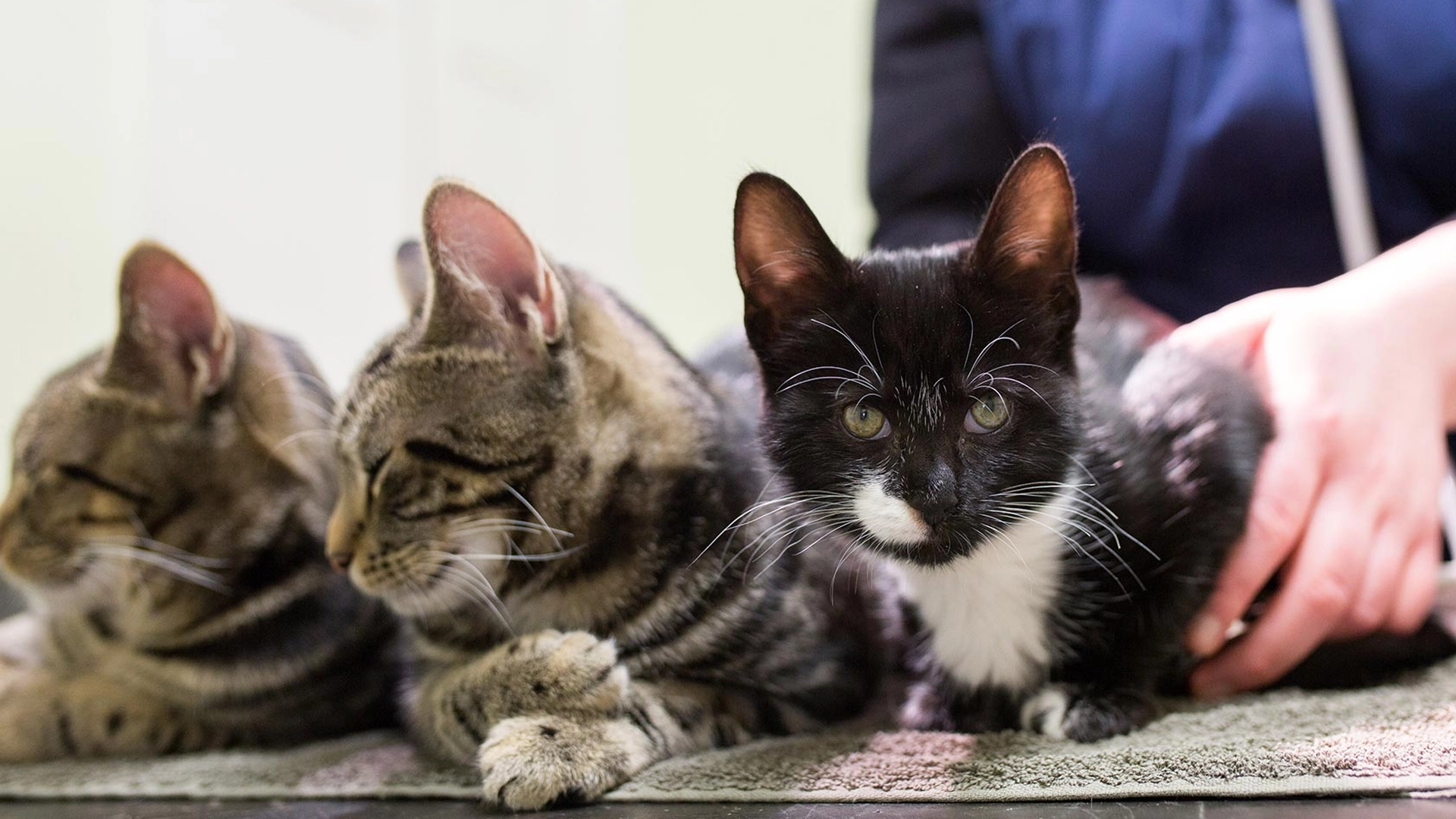 three cats