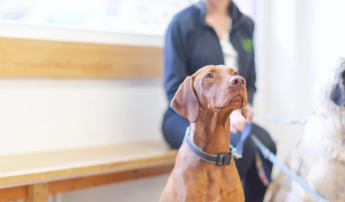 brown dog in waiting room