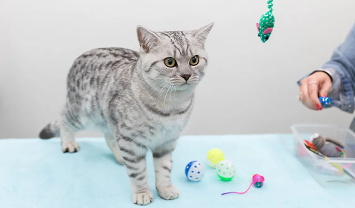grey cat surrounded by cat toys